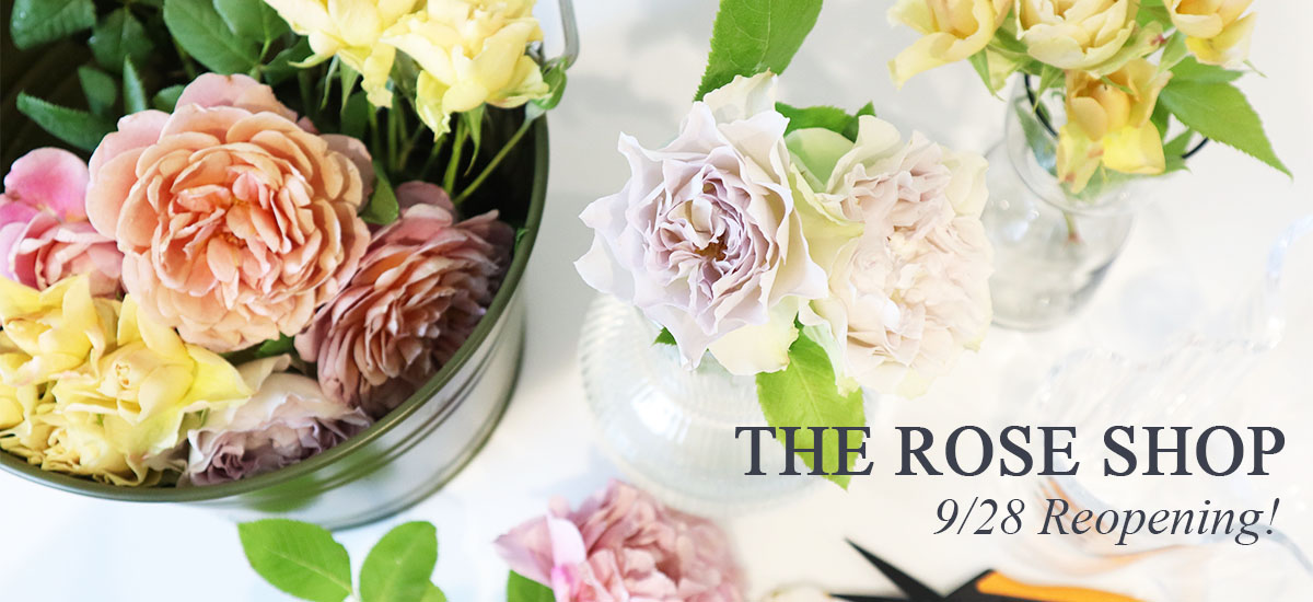 秋のバラ祭り！バラ苗セール | THE ROSE SHOP｜バラ専門店 ザローズ