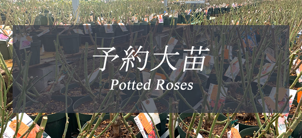 THE ROSE SHOP｜バラ専門店 ザローズショップ 本店 - バラ苗の通販