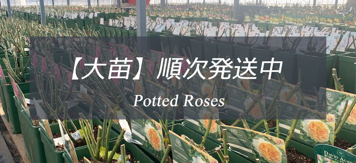 THE ROSE SHOP｜バラ専門店 ザローズショップ 本店 - バラ苗の通販