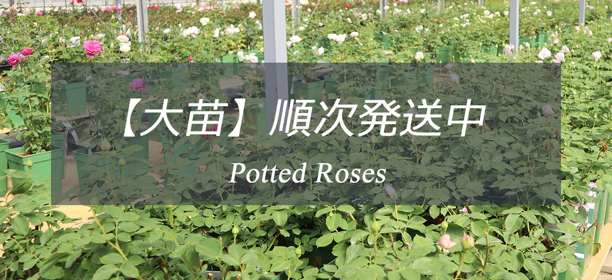 即納バラ大苗トップページリンク