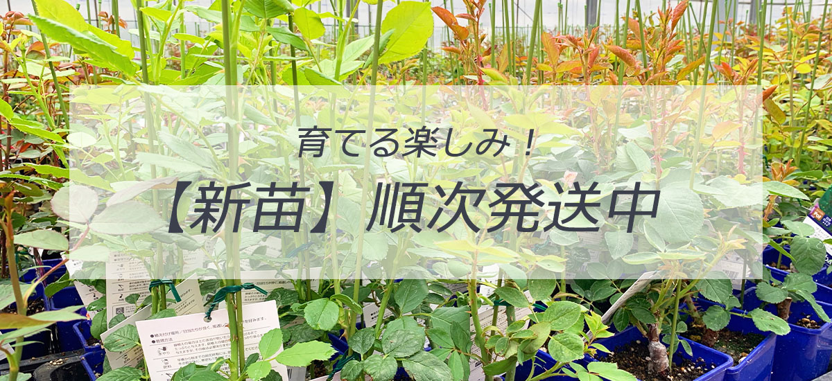 バラ苗新苗トップページリンク