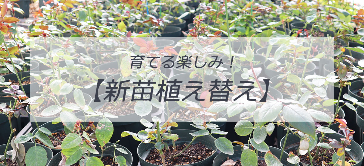 バラ苗新苗植え替えトップページリンク