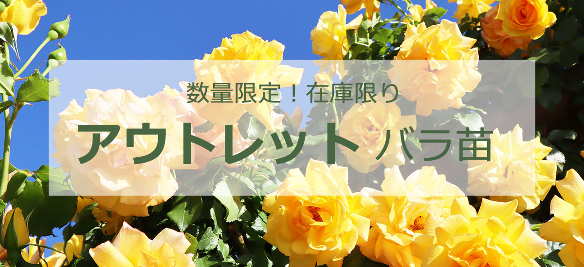 バラ苗アウトレットトップページリンク