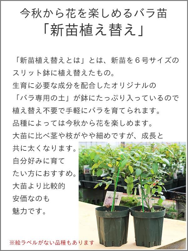 バラ苗 【サハラ'98】 (新苗植え替え) つるバラ 四季咲き 中輪 黄色系