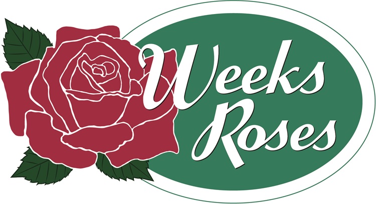 ウィークス Weeks Roses (アメリカ) | THE ROSE SHOP｜バラ専門店 ザ