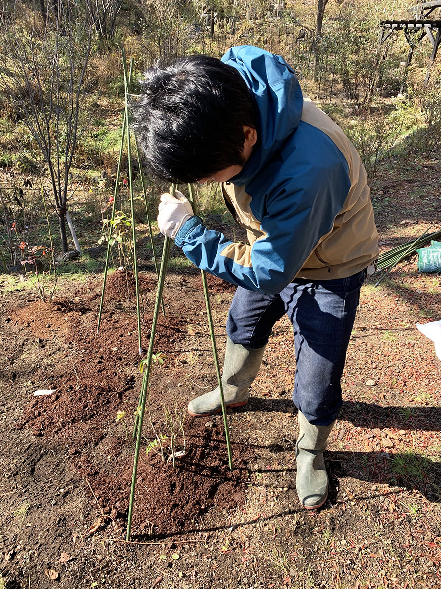 バラ苗冬囲い