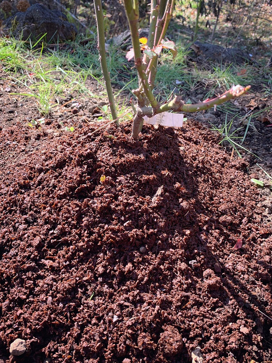 バラ苗馬フン堆肥でマルチング