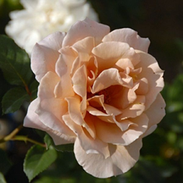 ブラウン系のバラ | THE ROSE SHOP｜バラ専門店 ザローズショップ 本店