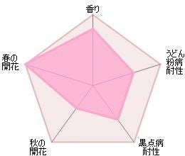 バラ苗グラハムトーマス