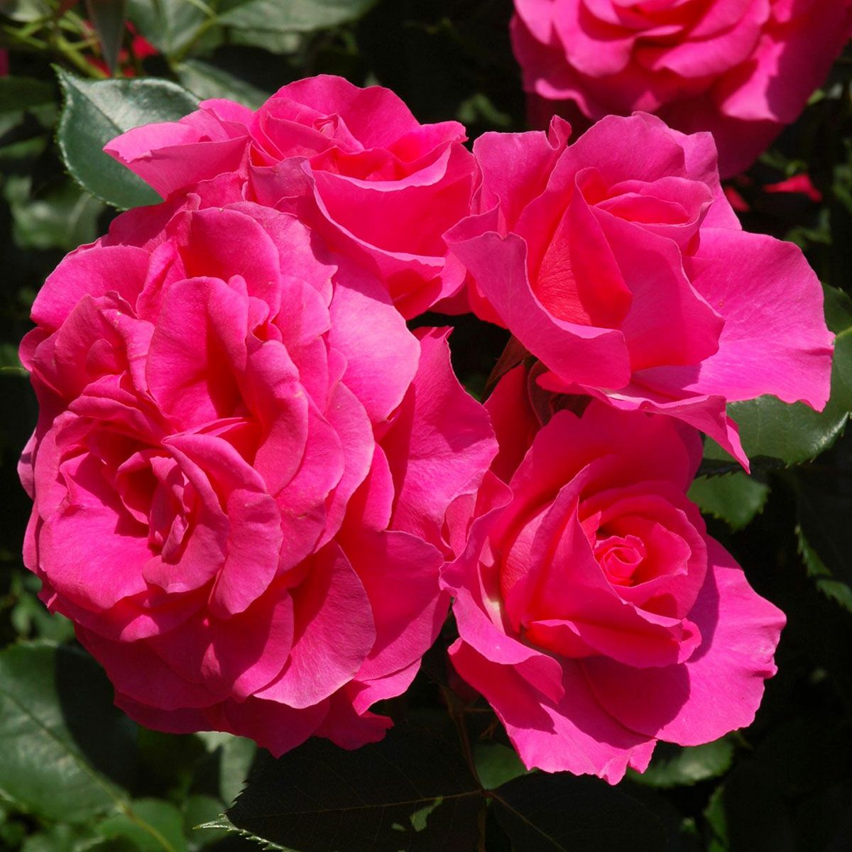 バラ苗 【ローズうらら】 (新苗植え替え) フロリバンダ 四季咲き 中輪