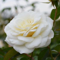 バラ苗ファビュラス！