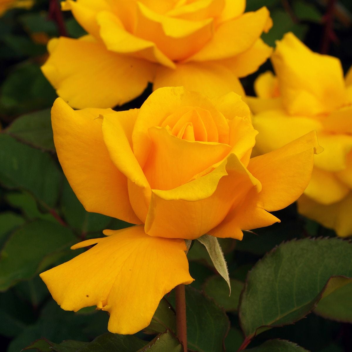 バラ苗 【ヘンリーフォンダ】 (大苗) ハイブリッドティー 四季咲き