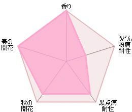 バラ苗ハーロウカー