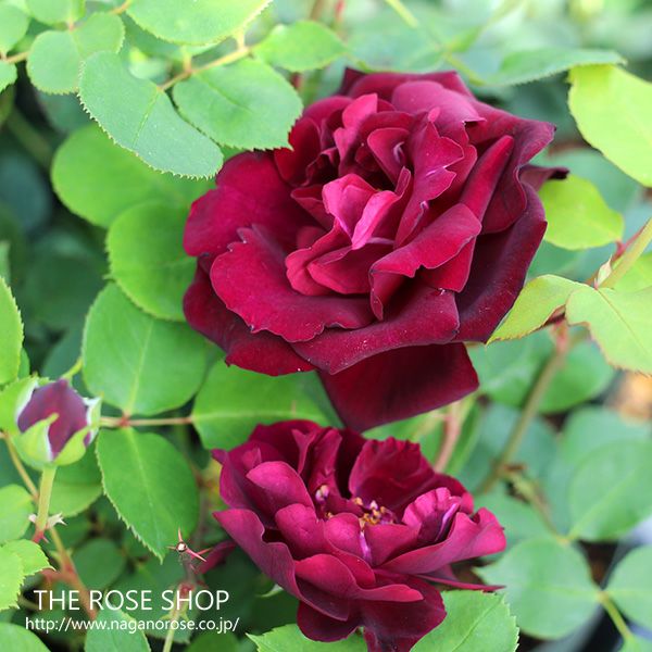 バラ苗ルイ14世