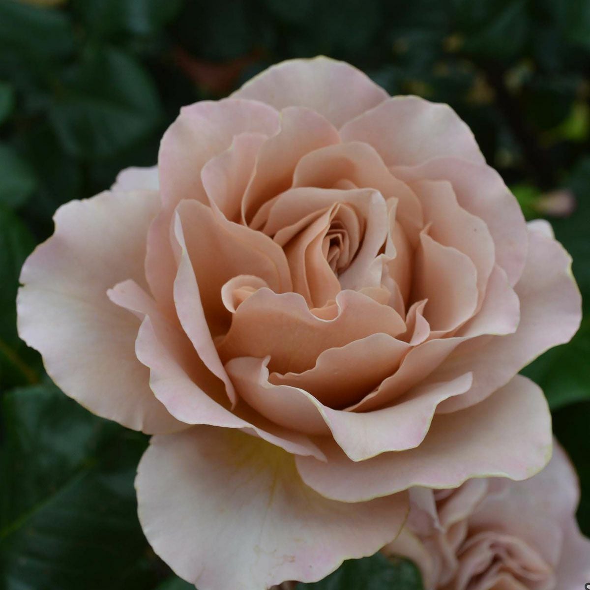 ブラウン系のバラ | THE ROSE SHOP｜バラ専門店 ザローズショップ 本店