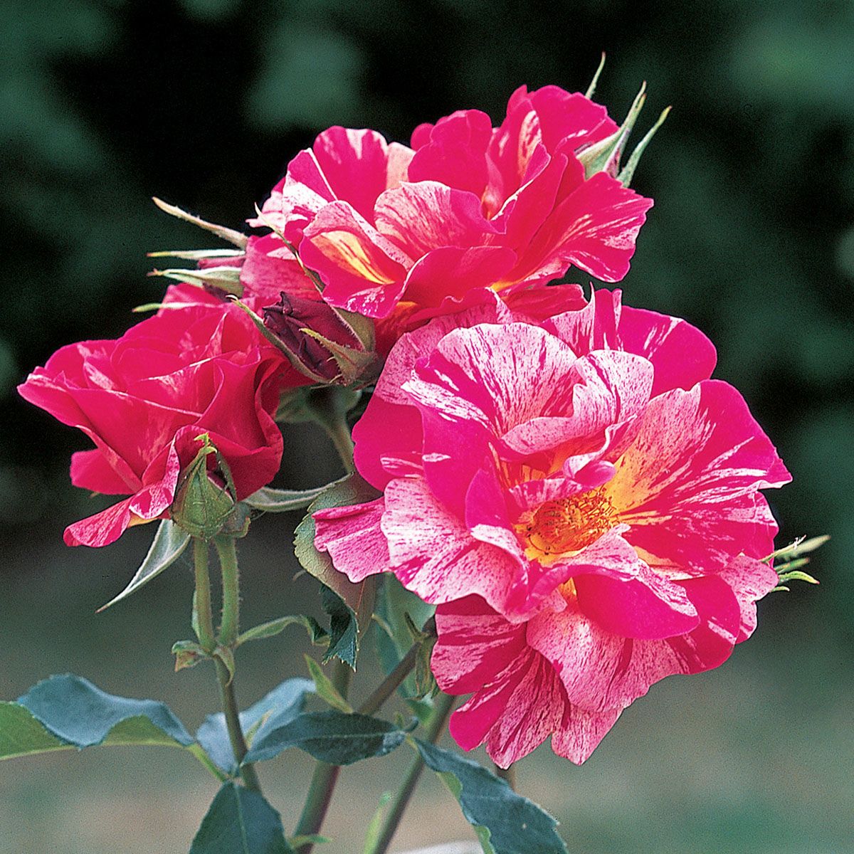 バラ苗 エドガードガ