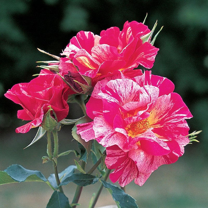 バラ苗 エドガードガ