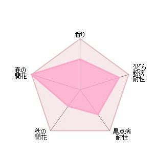 バラ苗ウィズレー2008