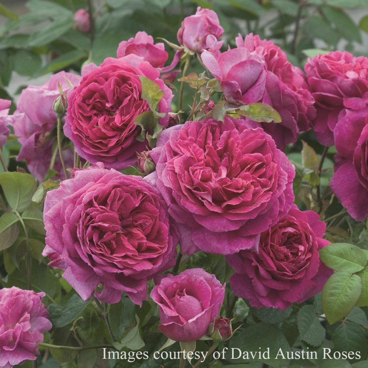 バラ苗 【ヤングリシダス】 (大苗) シュラブ 半つる性 返り咲き 大輪