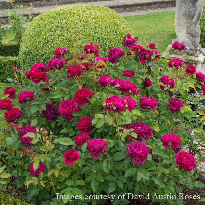 バラ苗ダーシーバッセル