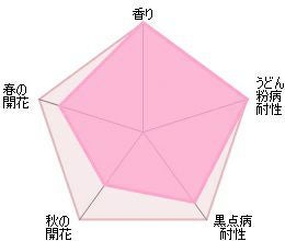 バラ苗クレアオースチン