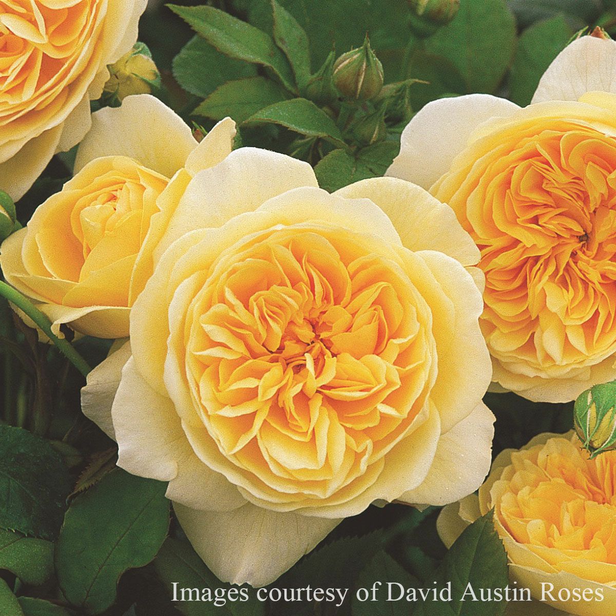 バラ苗 【ティージングジョージア】 (大苗) シュラブ 半つる性