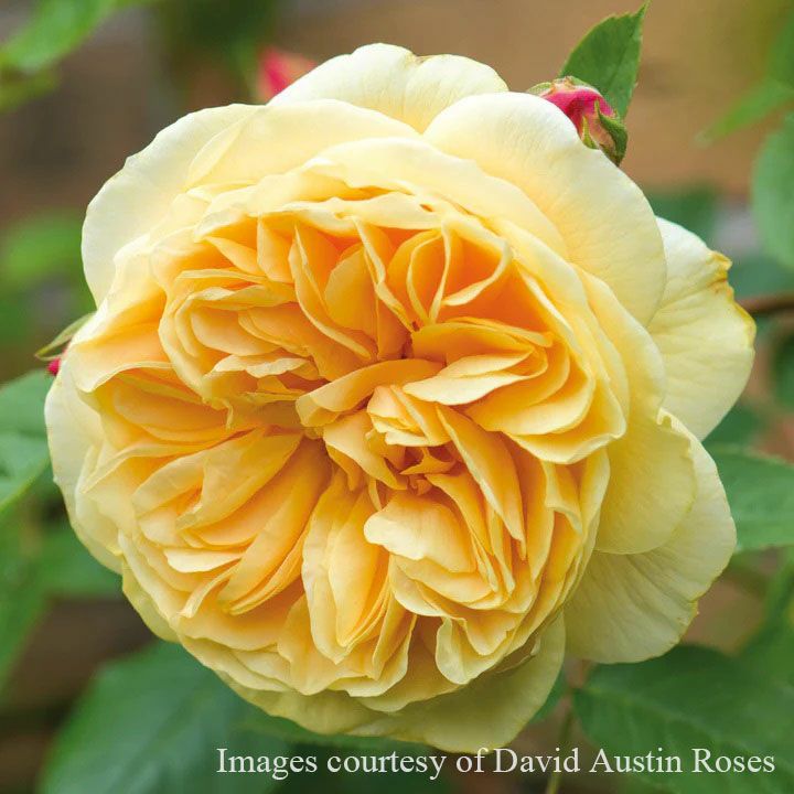 バラ苗ティージングジョージア