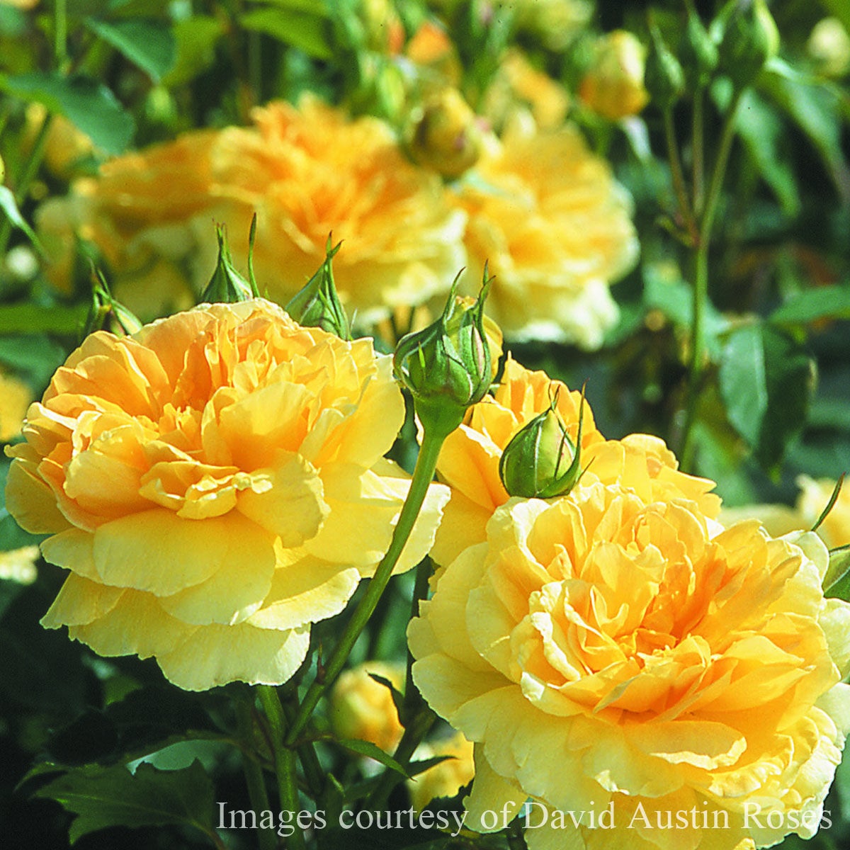 バラ苗 【モリニュー】 (大苗) シュラブ 半つる性 返り咲き 中輪 黄色