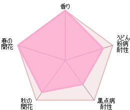 バラ苗ジュードジオブスキュア