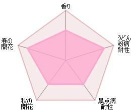 バラ苗モーヴァンヒルズ