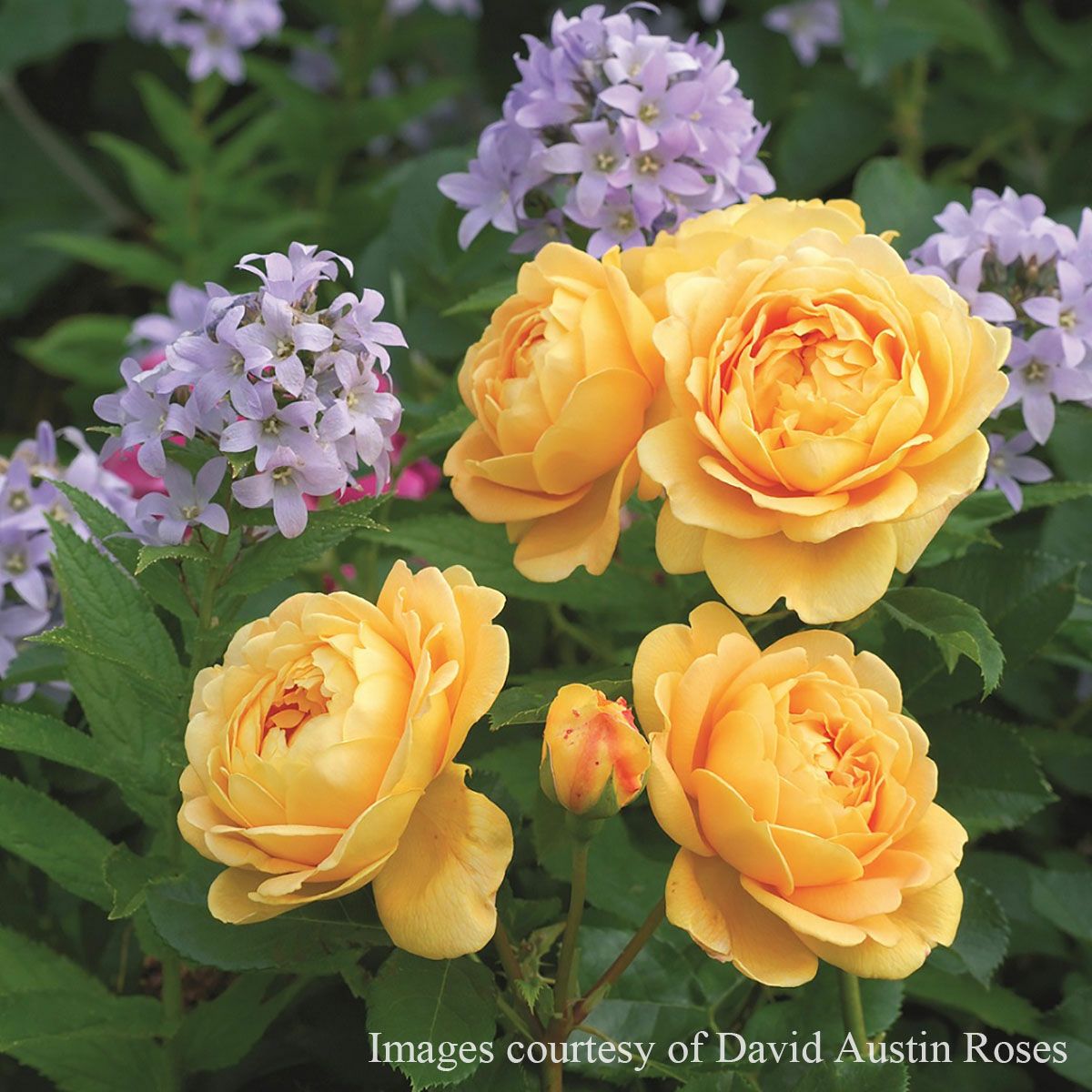 予約苗 バラ苗 【ゴールデンセレブレーション】 (大苗) シュラブ 半