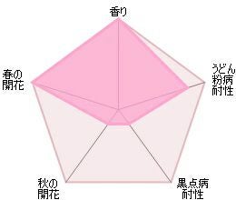 バラ苗ゴールデンセレブレーション