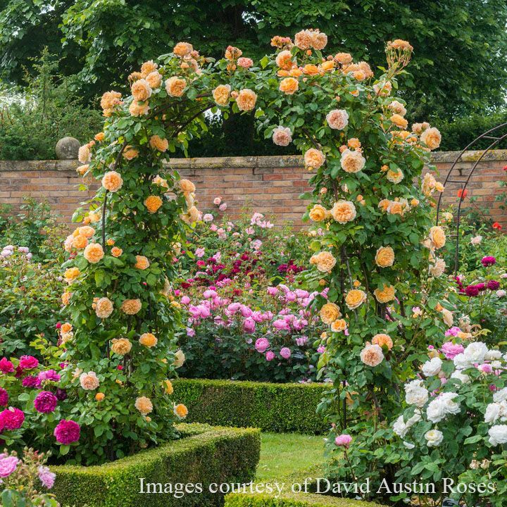 バラ苗クラウンプリンセスマルガリータ