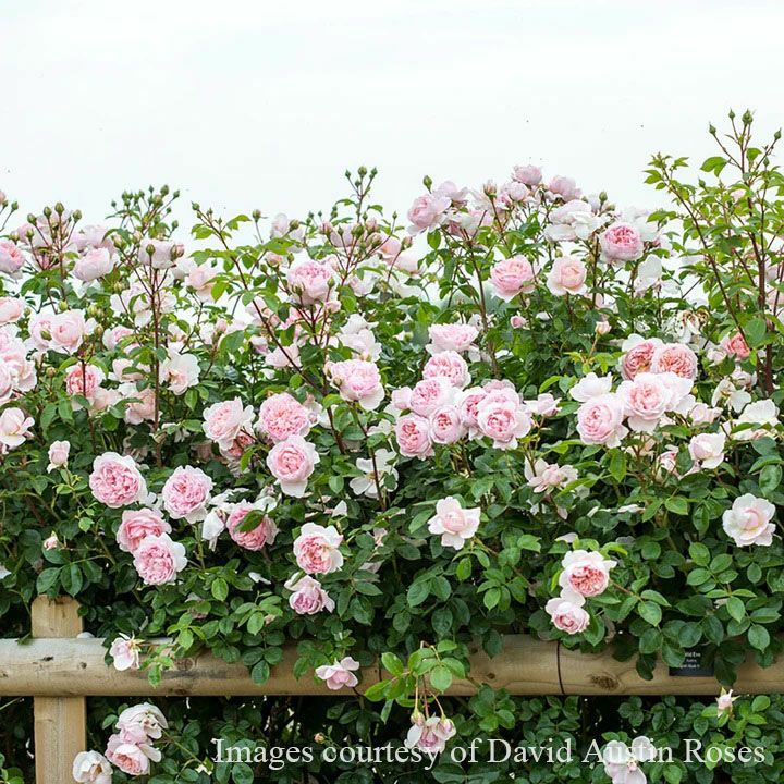 バラ苗ワイルドイブ