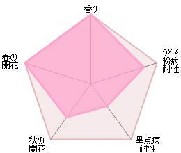 バラ苗ジュビリーセレブレーション