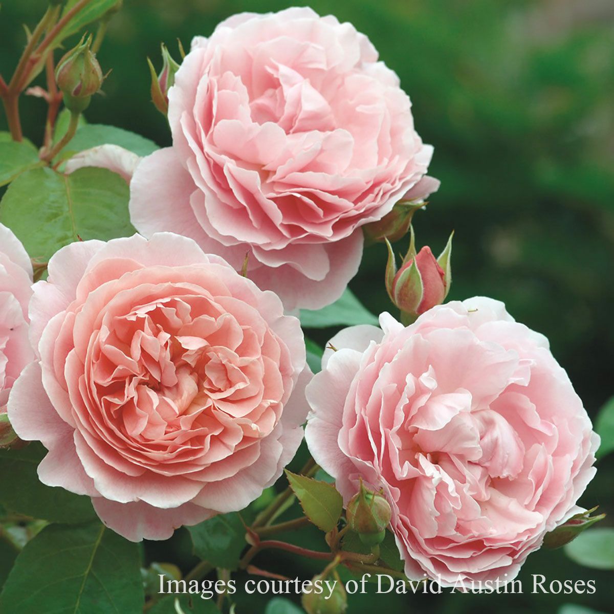 つるバラになるイングリッシュローズ | THE ROSE SHOP｜バラ専門店 ザ