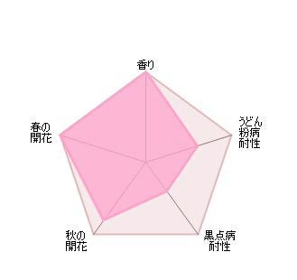 バラ苗ザウェッジウッドローズ