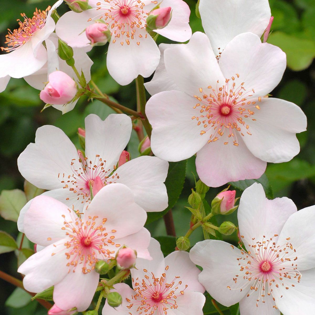 バラ苗 【ピンクサクリーナ】 (大苗) シュラブ 半つる性 四季咲き 中輪