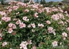 バラ苗ピンクサクリーナ