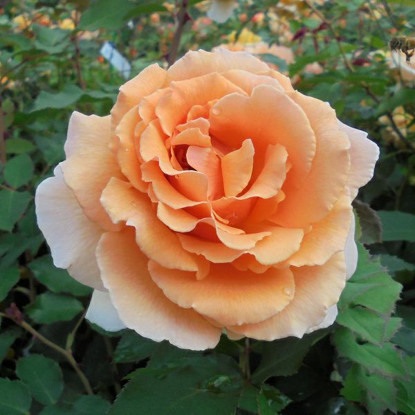 バラ苗 【ジャストジョイ】 (大苗) ハイブリッドティー 四季咲き 大輪