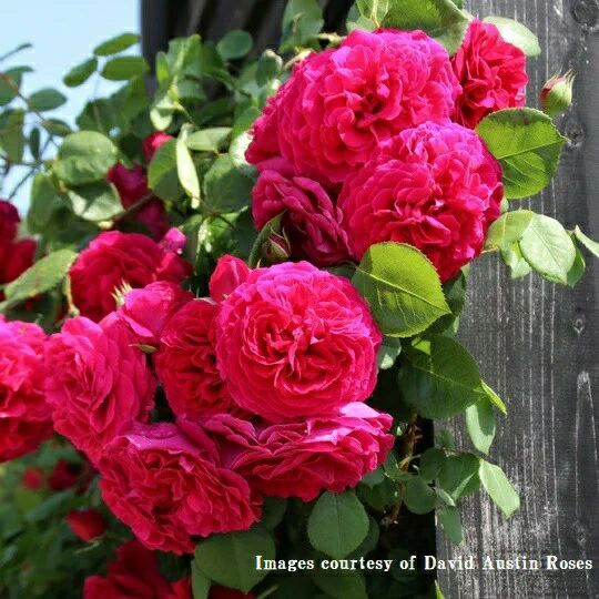 バラ苗】 | THE ROSE SHOP｜バラ専門店 ザローズショップ 本店 - バラ