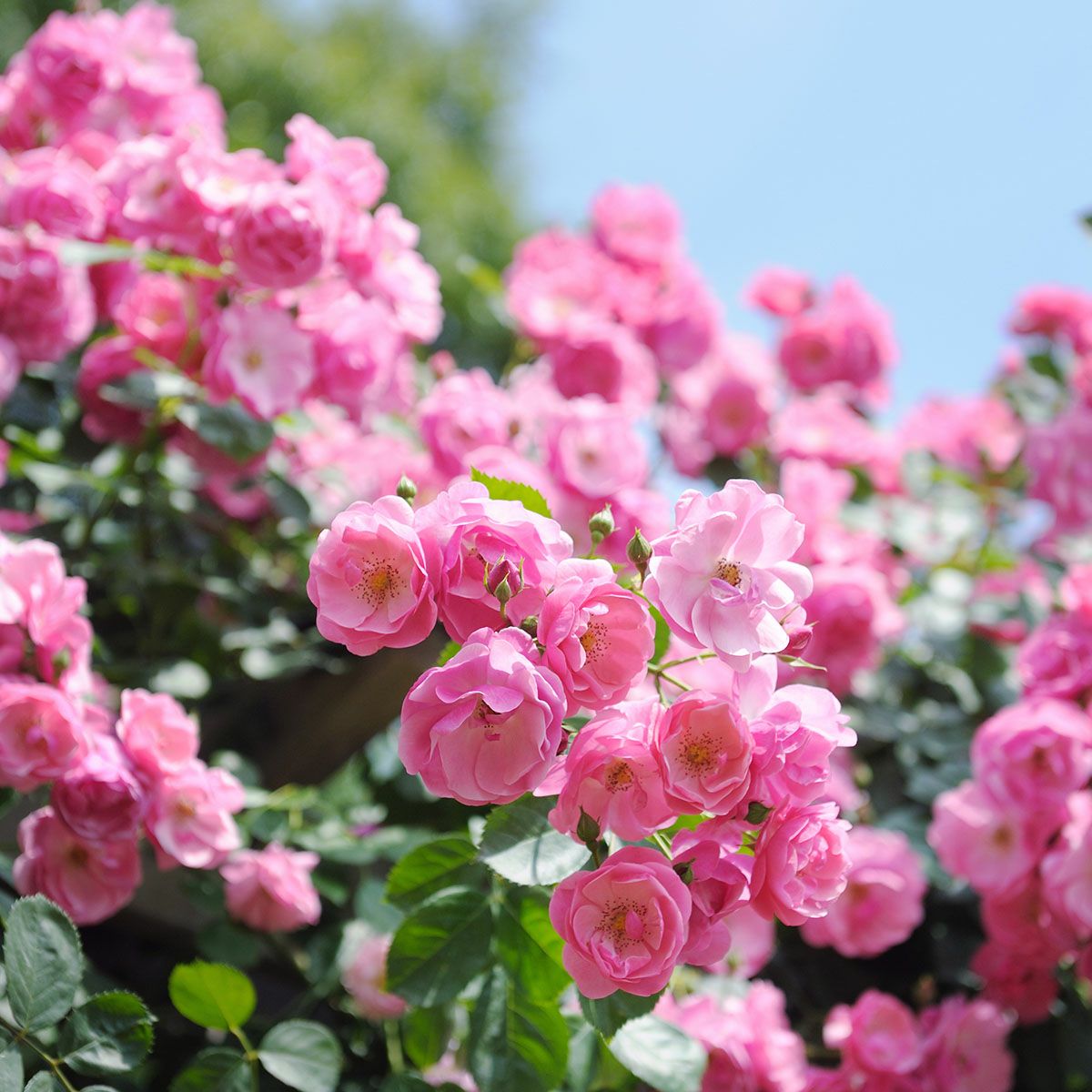 バラ苗 【つるアンジェラ】 (新苗植え替え) つるバラ 四季咲き 小輪