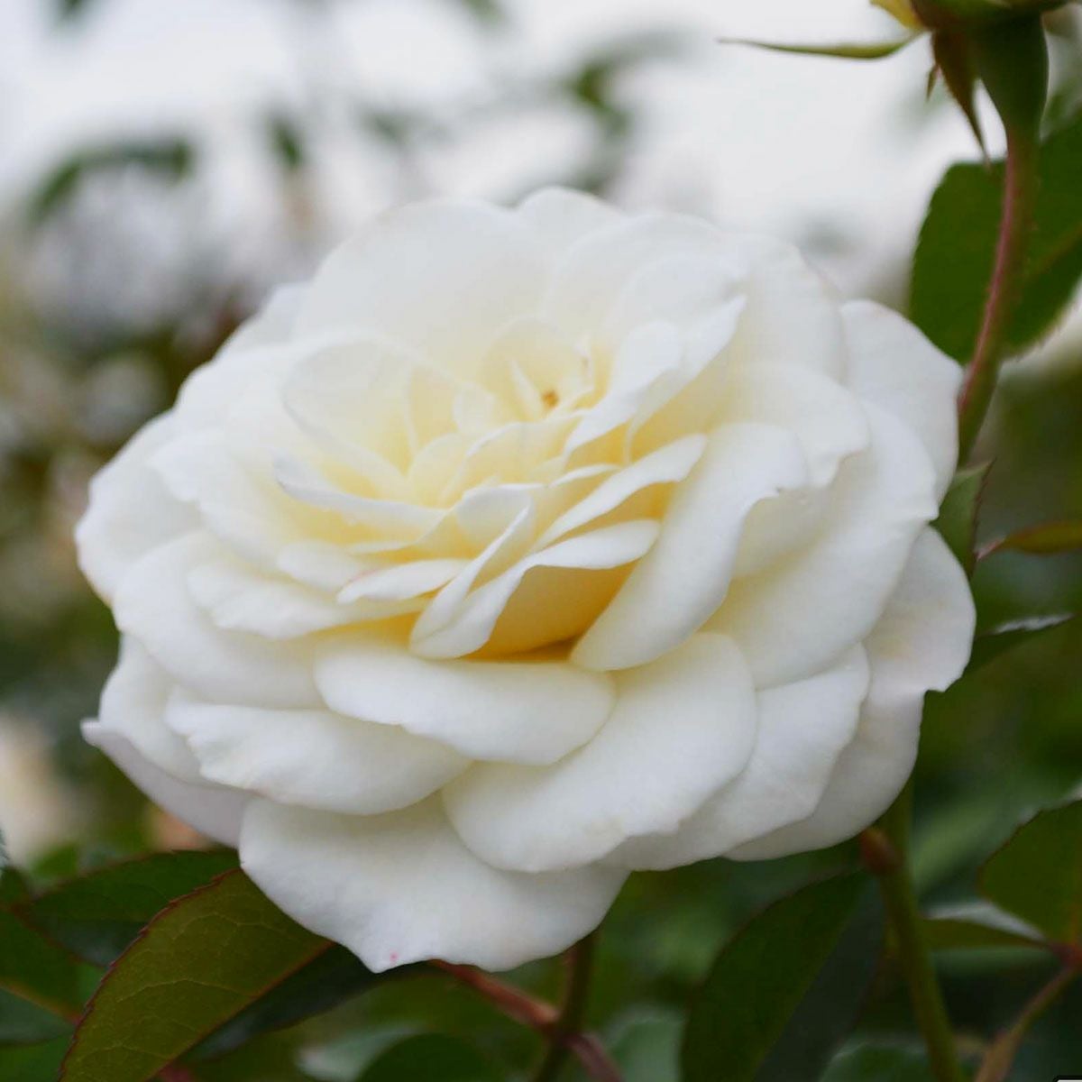 バラ苗 【ファビュラス！】 (新苗植え替え) フロリバンダ 四季咲き 中