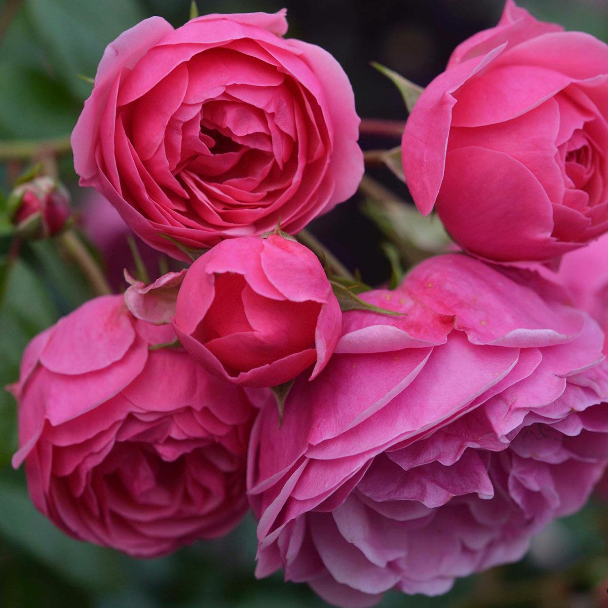 バラ苗 【ポンポネッラ】 (大苗) つるバラ 四季咲き 小輪 ピンク系