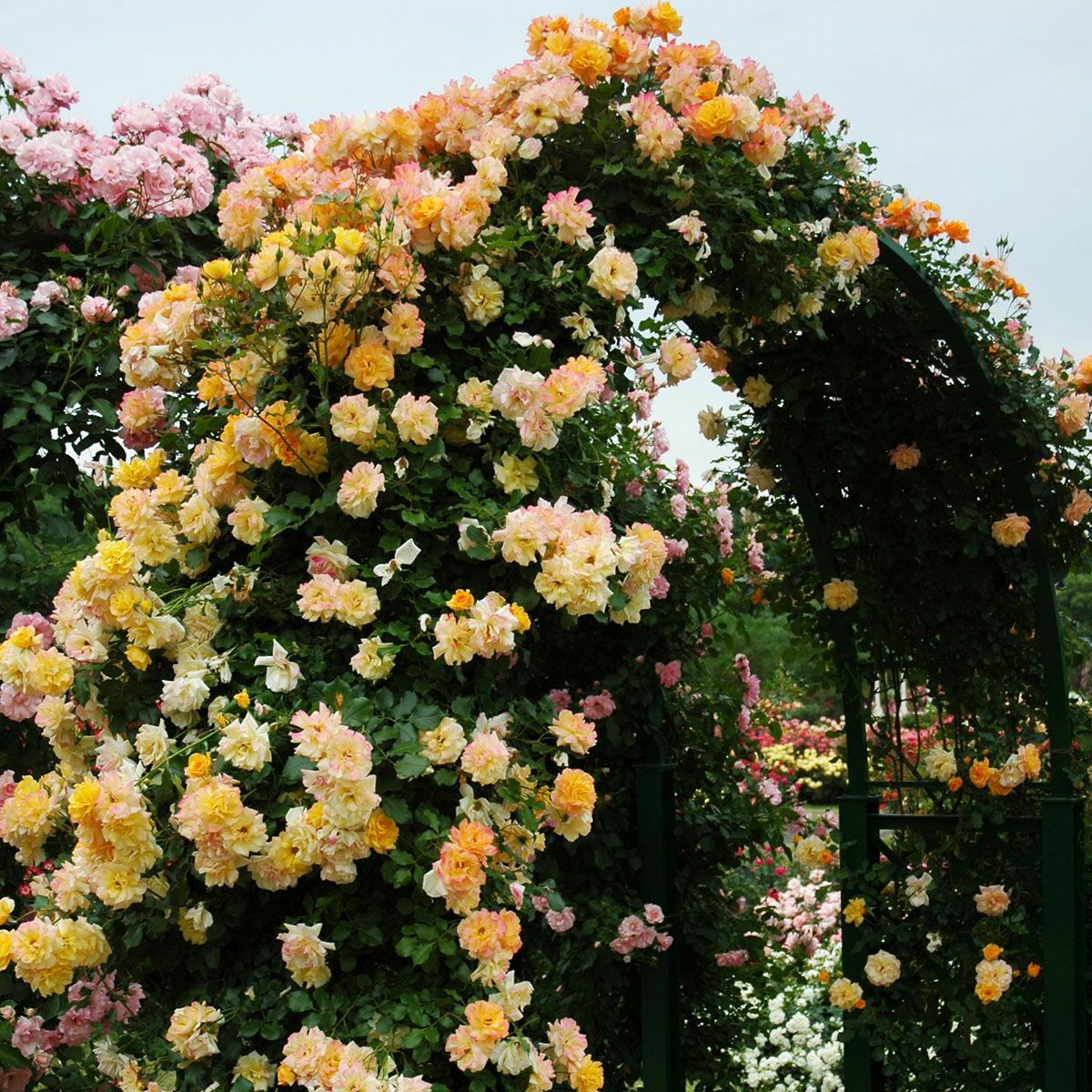 予約苗 バラ苗 【サハラ'98】 (新苗) つるバラ 四季咲き 中輪 黄色系