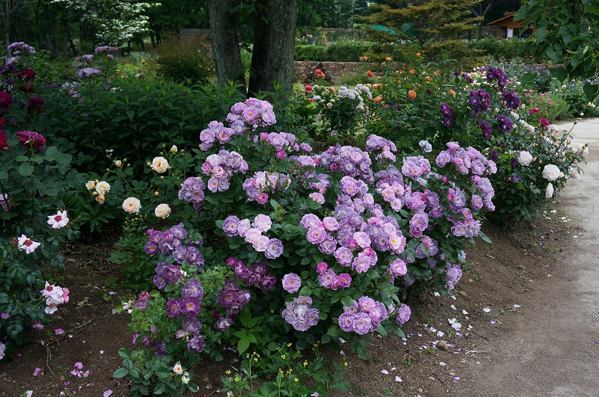 バラ苗 ブルーフォーユー