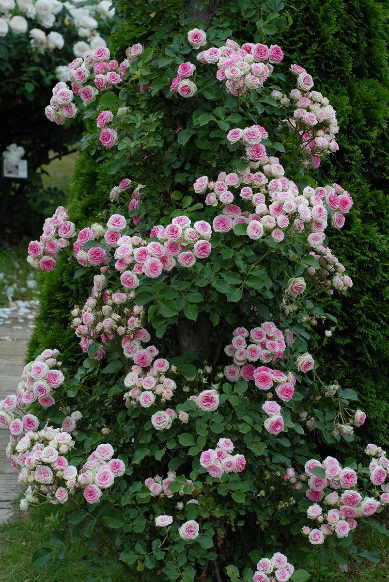 バラ苗つるミミエデン