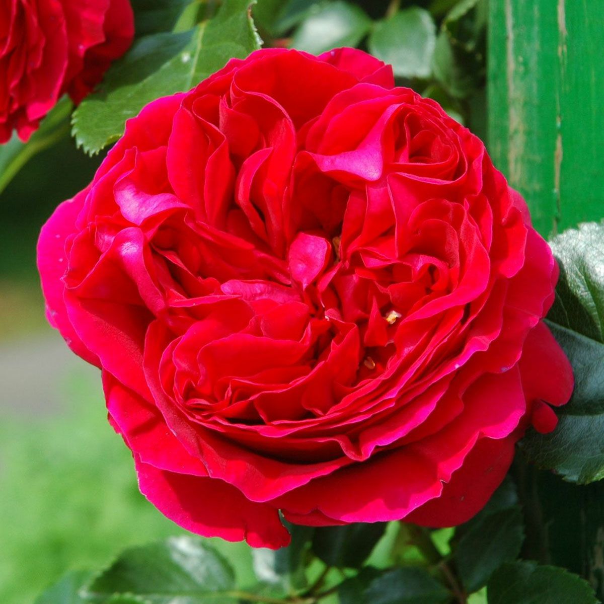 バラ苗 【ルージュピエールドゥロンサール】 (新苗植え替え) つるバラ