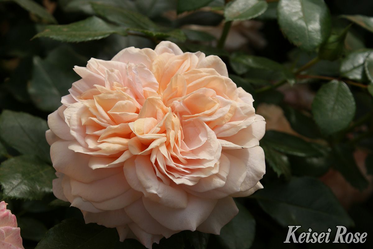 バラ苗ガーデンオブローゼズ