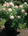 バラ苗ガーデンオブローゼズ